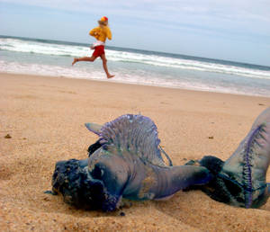 Beach Pissing Bali - Edwina Pickles / Fairfax Media Bluebottles can still sting you when they're  on the beach.