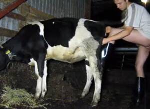 Man Fucks Calf Cow - Men Fuck Cow Gaybeast.Com - Beastiality Sex Video - Katitube Kinky Sex