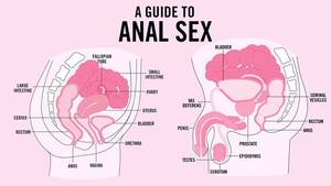 Gay Anal Diagram - Everything You Need to Know About Anal Sex : r/gaybros