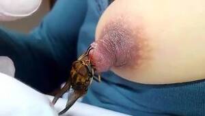 home sex videos with insects - Insect fetish video with a really hard nipple