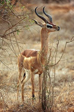 Furry Porn African Impala - Pictures showing for Furry Porn African Impala - www.mypornarchive.net