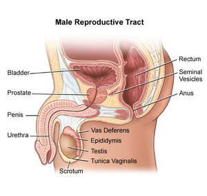 Gay Anal Diagram - First Time Anal Sex Tips - A Quick Guide to Ease It In!