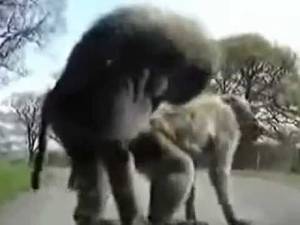 Girl Lets Monkey Fuck Her - Monkey and teen sex