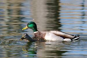 Duck Porn - hot duck porn | Mallards get it on in Constitution Gardens Lâ€¦ | Flickr