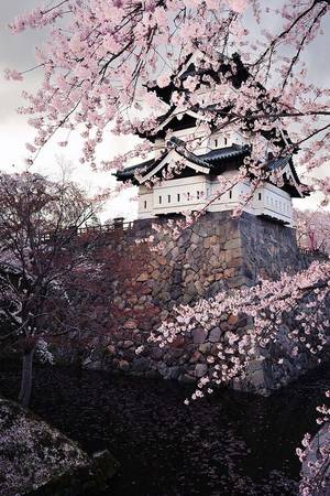 Jpn Non - Hirosaki Castle in spring, Japan