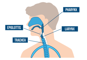 deep throat blowjob technique - How To Deep Throat: A No-BS Beginner's Guide! - My Sex Toy Guide