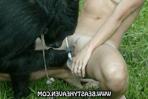 gorilla dick anal - Suck gorilla cock - Adult archive.