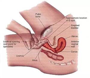 fingering g spot - EMSK how to find a woman's G-Spot (NSFW) : r/everymanshouldknow