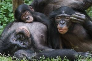 long black sex anemals - If there's any conflict between bonobos, they have sex or share food  instead of fighting. It solves nearly every issue!