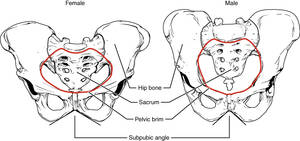 Male Girdle Porn - The Pelvic Girdle and Pelvis | Anatomy and Physiology I