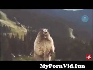 Bear Fucking Bear - bear fuck sounds[ short] from bear fuck porn Watch Video - MyPornVid.fun