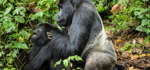 Monkey Sex Oral - Viral Video Captures Two Gorillas Having Oral Sex At A Zoo Before Kids And  Parents