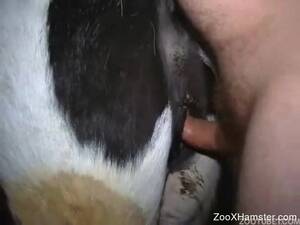 black cow pussy - Black Cow Pussy | Sex Pictures Pass