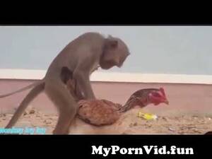 Funny Chicken Porn - Domestic #monkey having #sex with a #chicken ðŸ™„| #Amazing #scene ðŸ˜‚ðŸ˜‚#short  #trend #viral #animal #fact from chicken xxx Watch Video - MyPornVid.fun