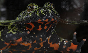 Light Green Crocodile Porn - Northern red salamander Â· Jet black toad with flames of brilliant across  fanning across its belly. The head is