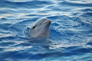 Girls Having Sex With Dolphins - Photo: Pixabay