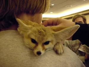 Fennec Fox Furry Porn - 