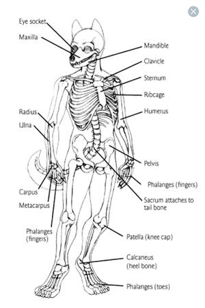 Furry Anatomy Porn - Furry anatomy