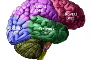 Mind Porn - Researchers Find Association Between Porn Viewing And Less Grey Matter In  The Brain | IFLScience