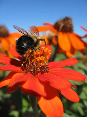 Flower And Bee Porn - More Bee Porn. Part of the herb garden on the roof - thyme, catnip and  sage. They come back every year despite looking completely dessicated and  dead in the ...