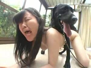 Japanese Pet Girl Porn - Japanese slut forced to fuck with a dog Glory Quest Mad 39 24 - LuxureTV