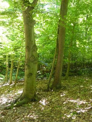 Druidic Nature Porn - Druid Tree Workings: Finding The Face Of The Tree