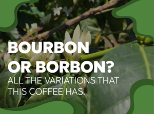 Debby Ryan Real Blowjob - Bourbon Or Borbon? All the variations that this coffee has. - Forest Coffee
