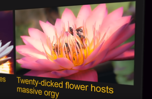 Flower And Bee Porn - Pornhub Looks to Save the Bees with Campaign Buzzing with 'Beesexuality' |  LBBOnline