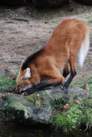 Maned Wolf Furry Porn - The maned wolf is the largest canid of South America, resembling a large  fox with reddish fur. So nice that its not two different species slammed  together ...