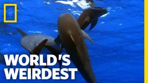 Girls Having Sex With Dolphins - Promiscuous Dolphins | World's Weirdest