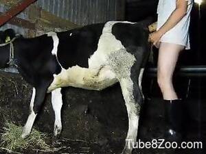 Man Fucking Cow Pussy - Cow pussy getting fucked by a big-dicked farmer