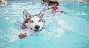 Japanese Pool Porn - Take A Dip With Your Pets At These 7 Pools Around India