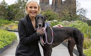 Forced To Be A Sex Pet Captions - Dog day afternoon: Animal welfare concerns have long plagued the greyhound  racing industry, but in Victoria a campaign from covert investigators now  has a parliamentarian leading the fight | The Monthly