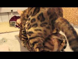 Cat Sex - Breeding Bengals cats Bengal cat cats breed