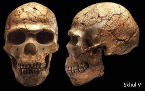 Anthropology - Mladec is important in the debate concerning the origins of anatomically  modern humans. The sample displays a wide degree of morphological  variability.