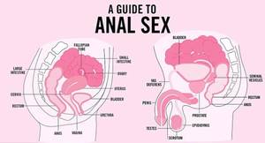 anal branding - The guide, which features detailed anatomical diagrams, sparked fury among  some parents