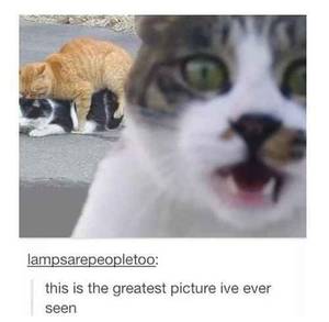 Funny Cat Porn - 21 Times Tumblr Told The Truth About Cats Â· PornFunny ...