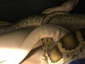 Female Snake Porn - Snake Porn... First lock of the season. Male Hypo Het Albino Granite Burm x  Female Albino Granite Burm : r/reptiles