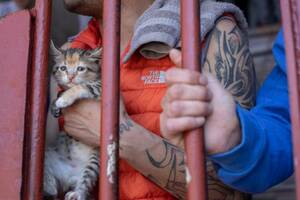 kitty prison - Inside the Chilean prison where inmates take care of almost 100 cats |  World News | Metro News