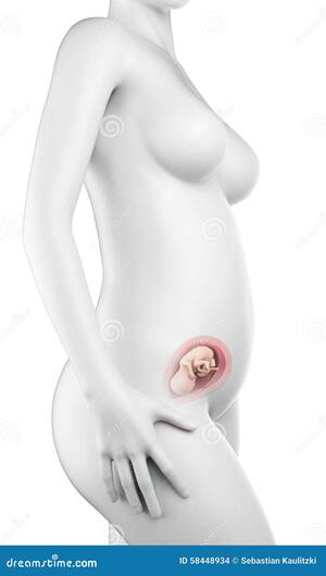 cervix pregnant wife nude - Pregnant woman - week 20 stock illustration. Illustration of uterus -  58448934