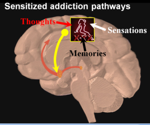 Mind Porn - Unwiring & Rewiring Your Brain: Sensitization and Hypofrontality