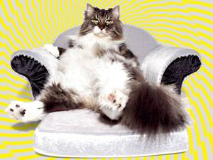 Cute Dj Cats Porn - In Search of the Heart of the Online Cat-Industrial Complex | WIRED