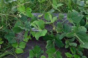 Emily Bloom - Kudzu is so much more than the â€œvine that ate the South.â€