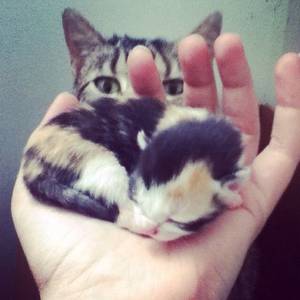 Funny Cat Porn - Mama and her newborn kitten. Find this Pin and more on kitty porn ...