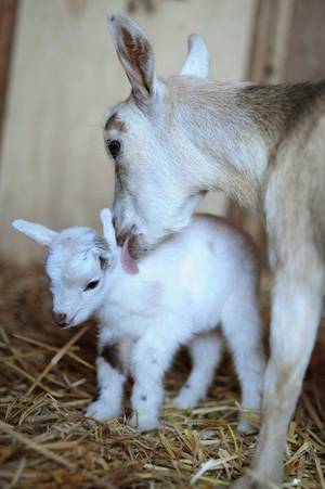 Mamma Goat Porn - Baby Goat and Mama. I love goats so much. And i love seeing Mama's with  their babies so this is a win/win!