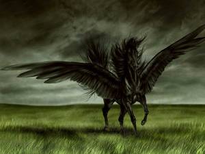 Blackjack Pegasus - Pegasi are winged horses. They have been known to come in a variety of  colors from brown, to white, to black, and even mixed colors (ex: brown and  white).