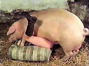 Having Sex With Pig Porn - Pig sex videos, Boar porn movies