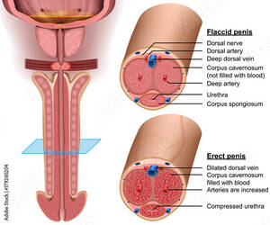 deep anal sex cross section - Deep Anal Sex Cross Section | Sex Pictures Pass