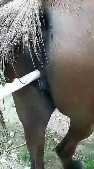 Mare Pussy Gets Fucked - Juicy horse pussy getting screwed by a big dildo