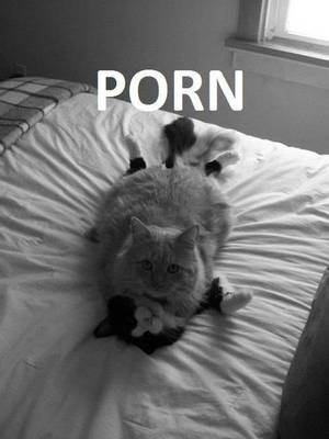 Funny Cat Porn - Cat Porn.